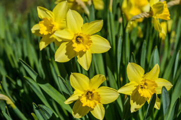 Close up yellow daffodils flowers spring. Yellow daffodil. Blossoming garden