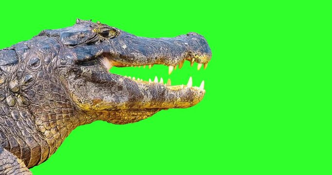 Talking alligator. Animation with mouth movements. Isolated on green screen, alpha matte.