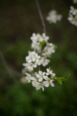 Fototapeta premium spring, cherry blossoms, white flowers, branches