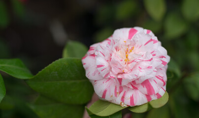 winter, blooming camellia, white flower, greens