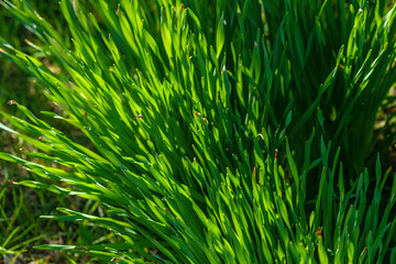 Obraz premium Green Grass. Close-up of bright green grass tending a breath of wind. Close-up abstract with shallow depth of field and background bokeh of brightly sunlit long bladed green and yellow plant leaves.