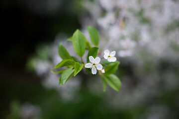 spring, cherry blossoms, white flowers, branches