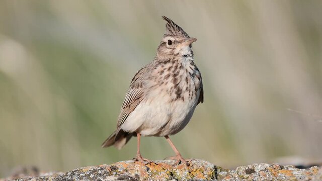 A Crested Lark Galerida cristata, sits on a rock in the field and singing beautifully. Close up