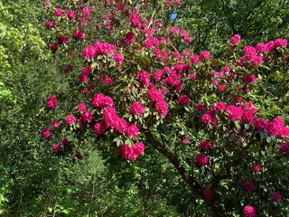 Flowering red blossom tree, in the town of, Oxenhope, Keighley