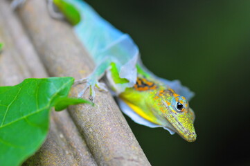 Shedding lizard close up