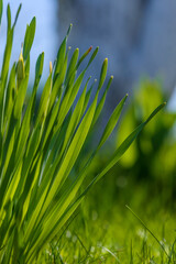 Green Grass. Close-up of bright green grass tending a breath of wind. Close-up abstract with shallow depth of field and background bokeh of brightly sunlit long bladed green and yellow plant leaves.