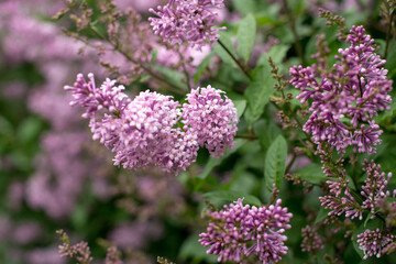 May, spring, June, lilac, flowers, flowers on a green background