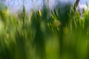Green Grass. Close-up of bright green grass tending a breath of wind. Tulips. Blossoming garden. 