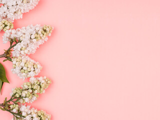 White lilac on a pink background. The view from the top.