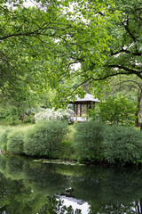 Obraz premium spring, summer, small white flowers, bridal veil, Japanese garden, summer veranda