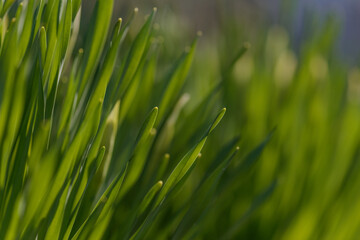 Green Grass. Close-up of bright green grass tending a breath of wind. Close-up abstract with shallow depth of field and background bokeh of brightly sunlit long bladed green and yellow plant leaves.