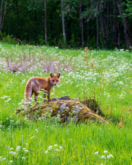 fox in the grass