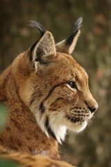 Profile of Eurasian lynx (Lynx lynx). Closeup of bobcat head. Wildlife scene from nature. Wild cat in natural habitat. Bavarian forest, Germany.