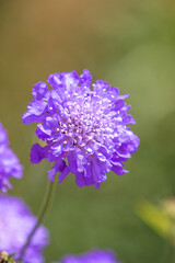 Scabiosa (in german Acker-Witwenblume) Knautia arvensis