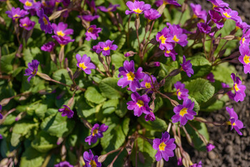 Violet primula vulgaris, primrose. Flowering Primula. Primula Vulgaris. Gardening. Garden flowers.