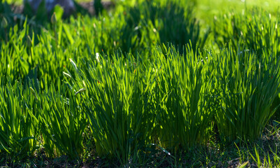 Green Grass. Close-up of bright green grass tending a breath of wind. Close-up abstract with shallow depth of field and background bokeh of brightly sunlit long bladed green and yellow plant leaves.