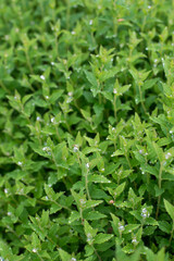 summer, spring, green grass, flowers, garden