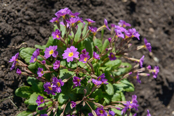 Obraz premium Violet primula vulgaris, primrose. Flowering Primula. Primula Vulgaris. Gardening. Garden flowers.