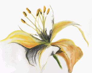 Lilienblüte, Illustration © mo_book