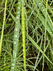 green caterpillar on a leaf