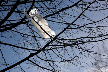 torn plastic bag on the Silhouette of a tree with no leaves on the branches simbolyzing waste...