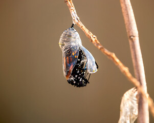 Monarch butterfly (danaus plexippus) emerging from the chrysalis on milkweed branch - obrazy, fototapety, plakaty