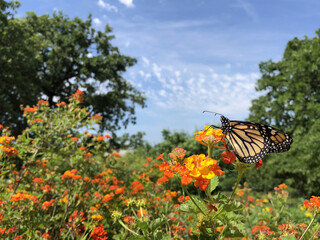 Monarch butterfly (Danaus plexippus) on Lantana flowers during the spring migration in Texas garden