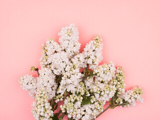 Bouquet of white lilac on a pink background. Close-up.
