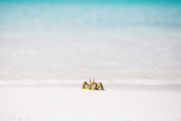 Fototapeta na wymiar crab on a sandy beach