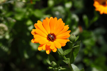 Orange marigold closeup with insct on it.Beautiful floral background.Summer flower in the meadow.Sunny bright day,colorful.