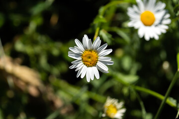 White daisy with yellow centre