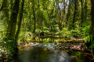 Fototapeta na wymiar Forest river with dense tropical vegetation and waterfalls