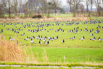 Greylag geese in winter near Anjum in north Netherlands