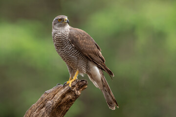 Northern Goshank perched on a branch in natural setting