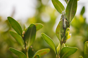 Caterpillar on boxwood leaves with green leaves.
