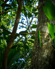 green tropical  lizard on a tree in natural environment