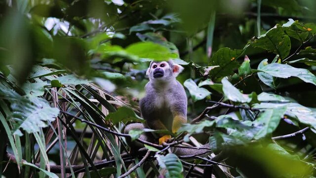 Wild Common Squirrel Monkey, yellow monkey eating in the rainforest jungle of Peru