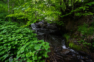 Naklejka na ściany i meble Deep forest river wild waterfall view. Forest river wild landscape. Wild river stream rocks flowing. Forest river rocks view