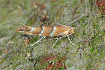 The horse-chestnut leaf miner (Cameraria ohridella) is a leaf-mining moth of the Gracillariidae family. Moth on bark of  common horse-chestnut (Aesculus hippocastanum).