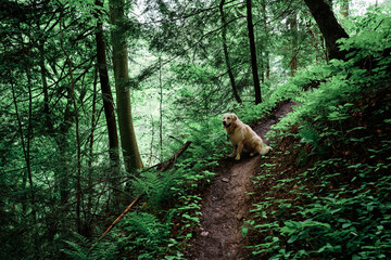 Joyka the Golden Retriever dog is resting during the hike in McConnells Mill State Park, Pennsylvania, USA  in the summer during the COVID-19 quarantine 