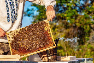 Closeup of a frame with a wax honeycomb of honey with bees on them. Apiary workflow.
