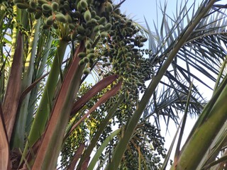 palm tree with dates grow up on summer in desert of Algeria