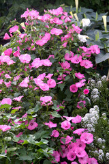 Lavatera is pink. Family Malvaceae. Beautiful tall flowers..