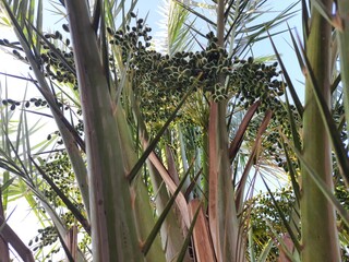 palm tree with dates grow up on summer in desert of Algeria