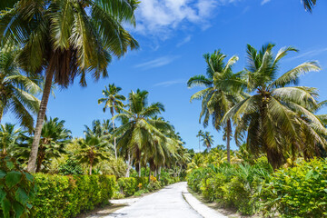 Fototapeta na wymiar Palms Seychelles La Digue path vacation holidays travel paradise symbolic image palm