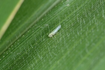 Maize leafhopper (Zyginidia scutellaris) pest of corn crop.