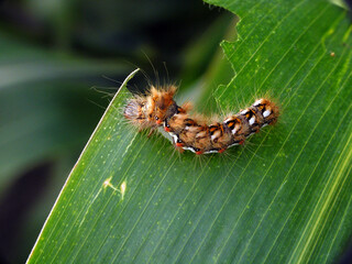 Caterpillar of Acronicta rumicis the knot grass from Noctuidae family on damaged leaves of corn plants.