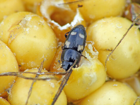 Corn cob and grains damaged by Glischrochilus quadrisignatus (Nitidulidae) Four-spotted Sap Beetle. 
