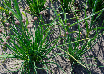 Spring crop - feathers of green onions and garlic grow in the garden.