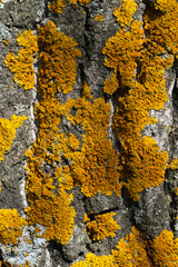 the lichen on the bark